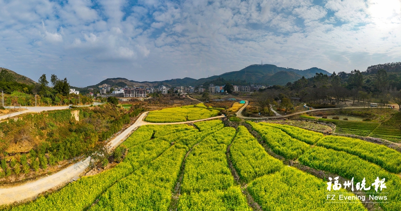 福清3.7万平方米花海盛放